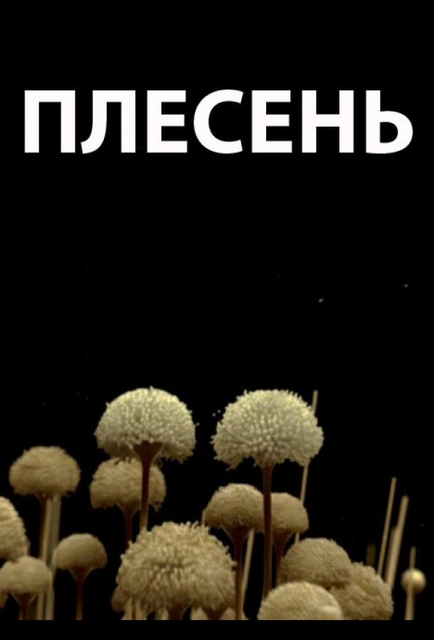 Постер к Плесень (2009)